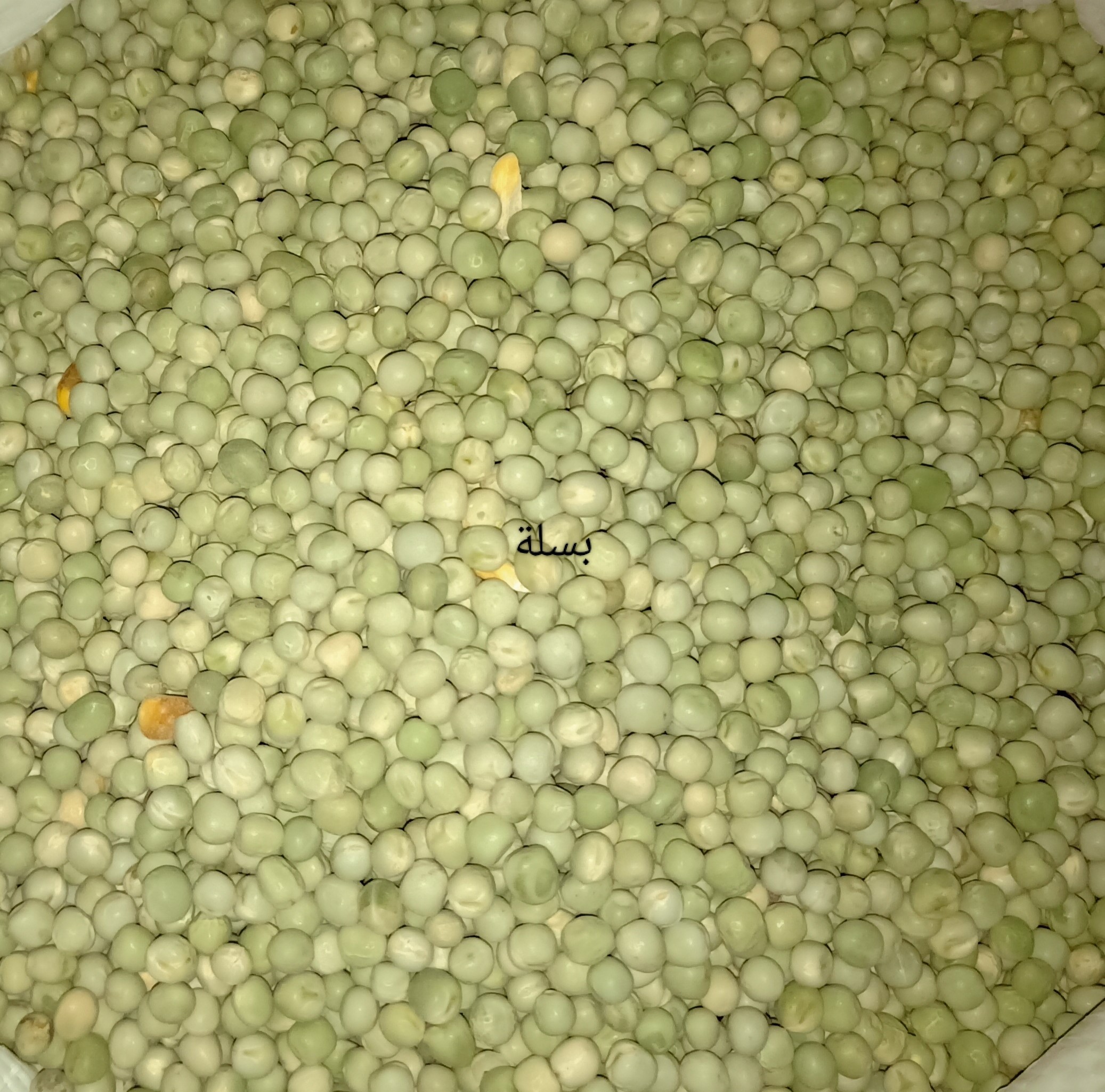 بسلة خضراء للحمام