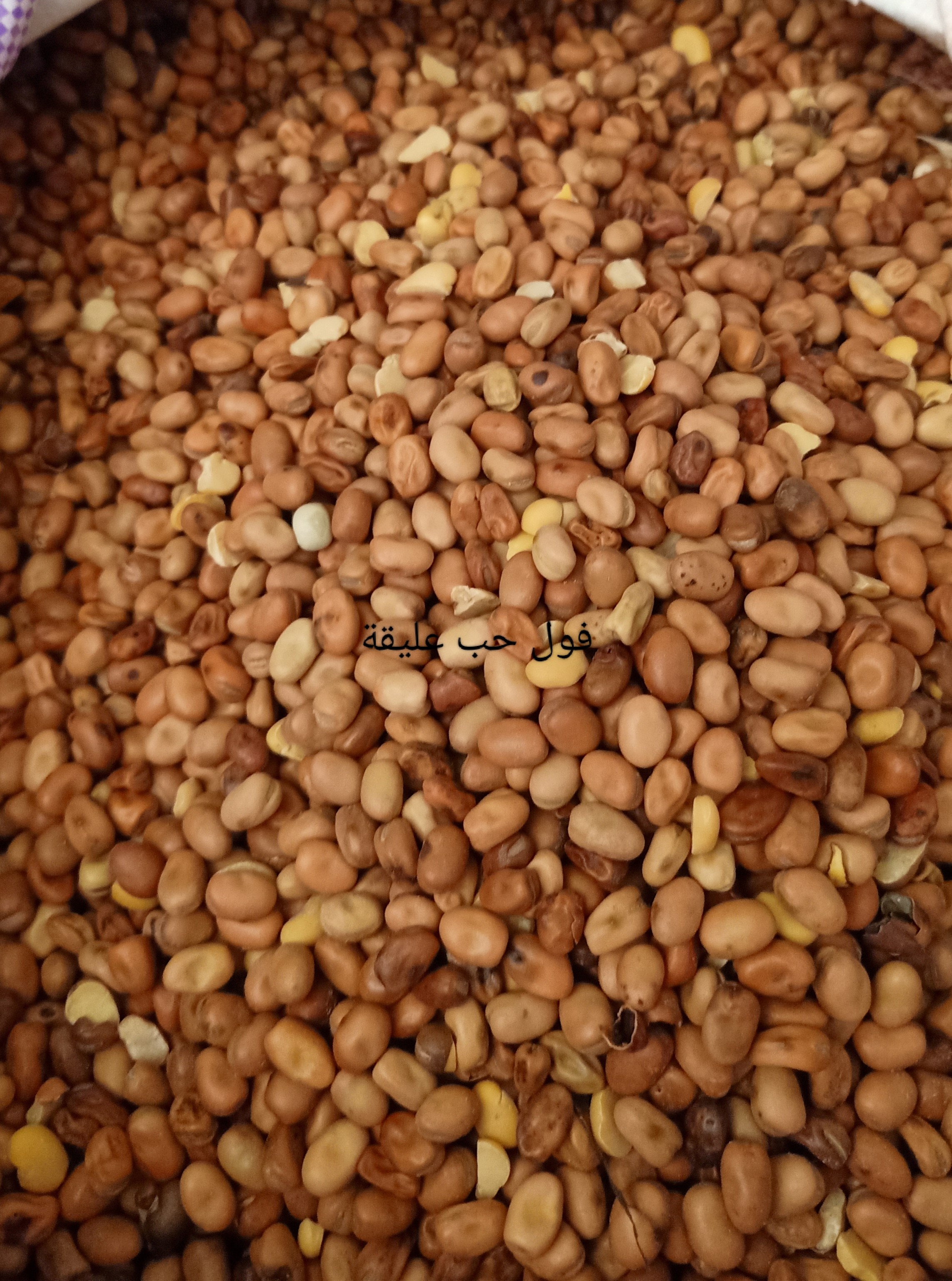 فول حب عليقة