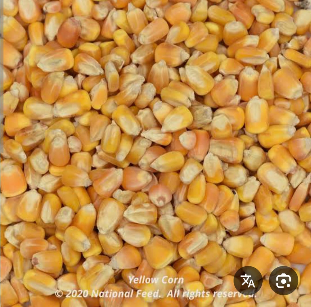 ذرة صفراء حصي